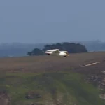Goéland argenté