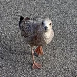 Concarneau, un goéland juvénile se promène, peu farouche sur le parking en centre ville.