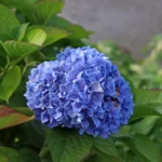 Hortensia bleu