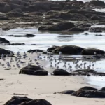 Des goélands argentés rassemblés sur un petit périmètre sur la plage