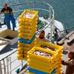 Le Guilvinec : de retour de la pêche