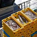 poissons sont triés par casiers