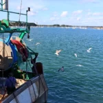 Comme d'habitude, chaque bâteau de pêche est poursuivi par une cohorte d'oiseaux marins