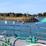 Un goéland effectue un vol plané devant plusieurs goélands debout sur le bastingage d'un bateau.