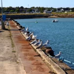 Goélands alignés, debout sur le bord du quai.