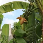 pied de bananier avec son régime et sa fleur