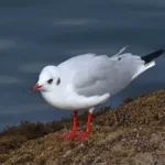 mouette rieuse.