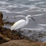 Aigrette garzette