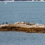 Petit rocher aménagé pour accueillir des oiseaux marins.