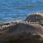 Colonie de Bécasseaux sanderling.